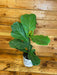 The Plant Farm Houseplants Ficus Fiddle Leaf, 6" Plant