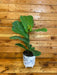 The Plant Farm Houseplants Ficus Fiddle Leaf, 6" Plant