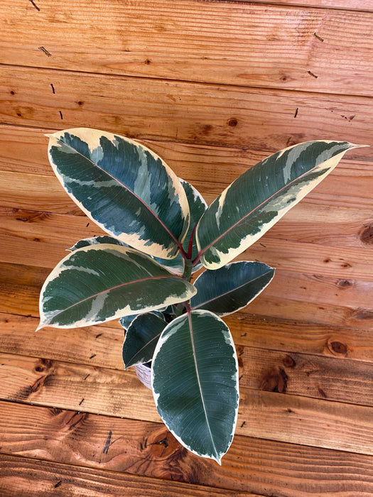 The Plant Farm Houseplants Ficus Tineke, 6" Plant