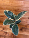 The Plant Farm Houseplants Ficus Tineke, 6" Plant