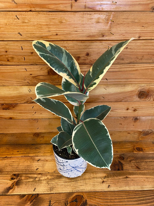 The Plant Farm Houseplants Ficus Tineke, 6" Plant