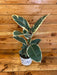 The Plant Farm Houseplants Ficus Tineke, 6" Plant