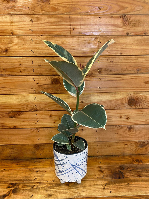 The Plant Farm Houseplants Ficus Tineke, 6" Plant