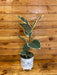 The Plant Farm Houseplants Ficus Tineke, 6" Plant