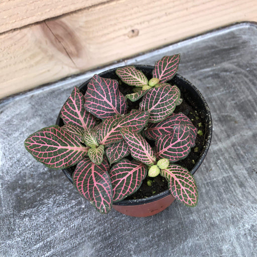 The Plant Farm Houseplants Fittonia Pink Anne Nerve