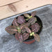 The Plant Farm Houseplants Fittonia Pink Anne Nerve