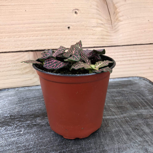 The Plant Farm Houseplants Fittonia Pink Anne Nerve
