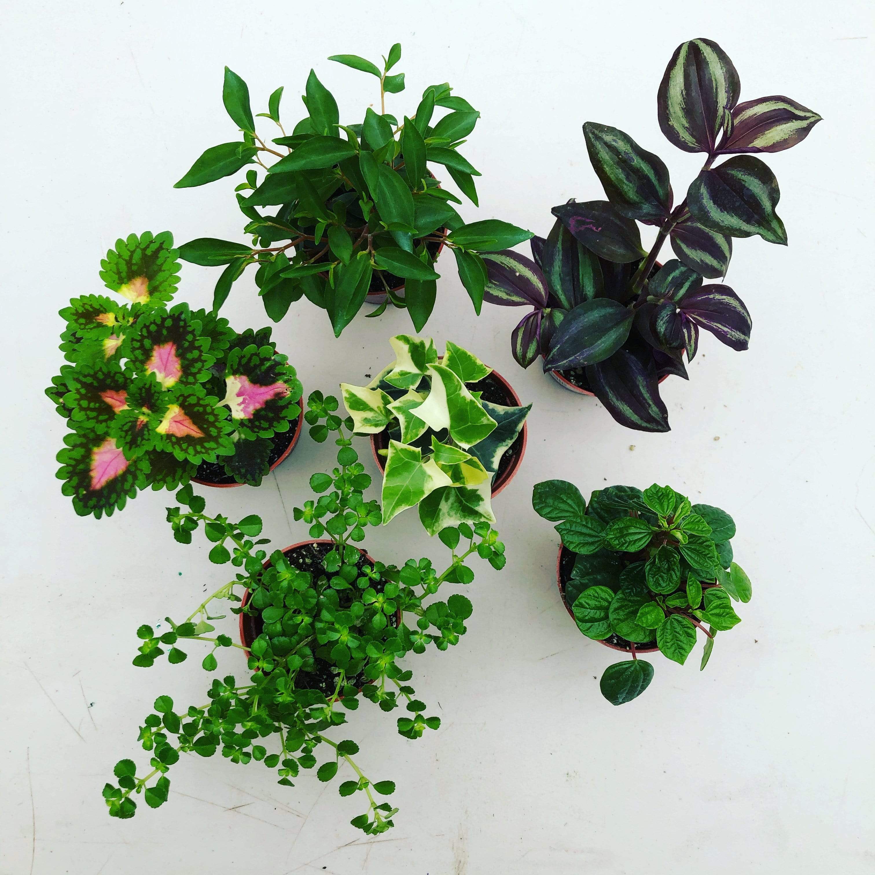 gift a house plant Foliage Gift Box – 6 Pack of Assorted Plants