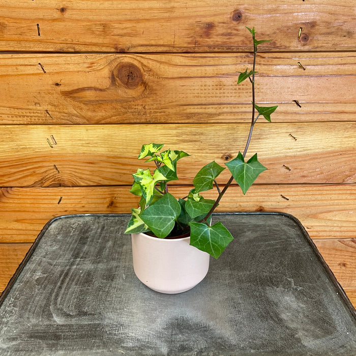 The Plant Farm® Houseplants German Wax Ivy Variegated, 2" Plant