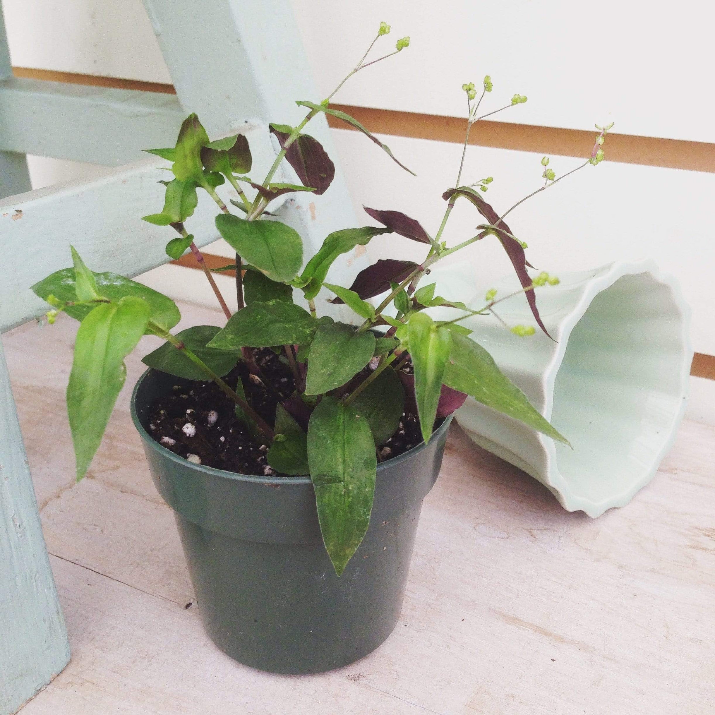 Gibasis Tahitian Bridal Veil, 2" Plant — The Plant Farm®