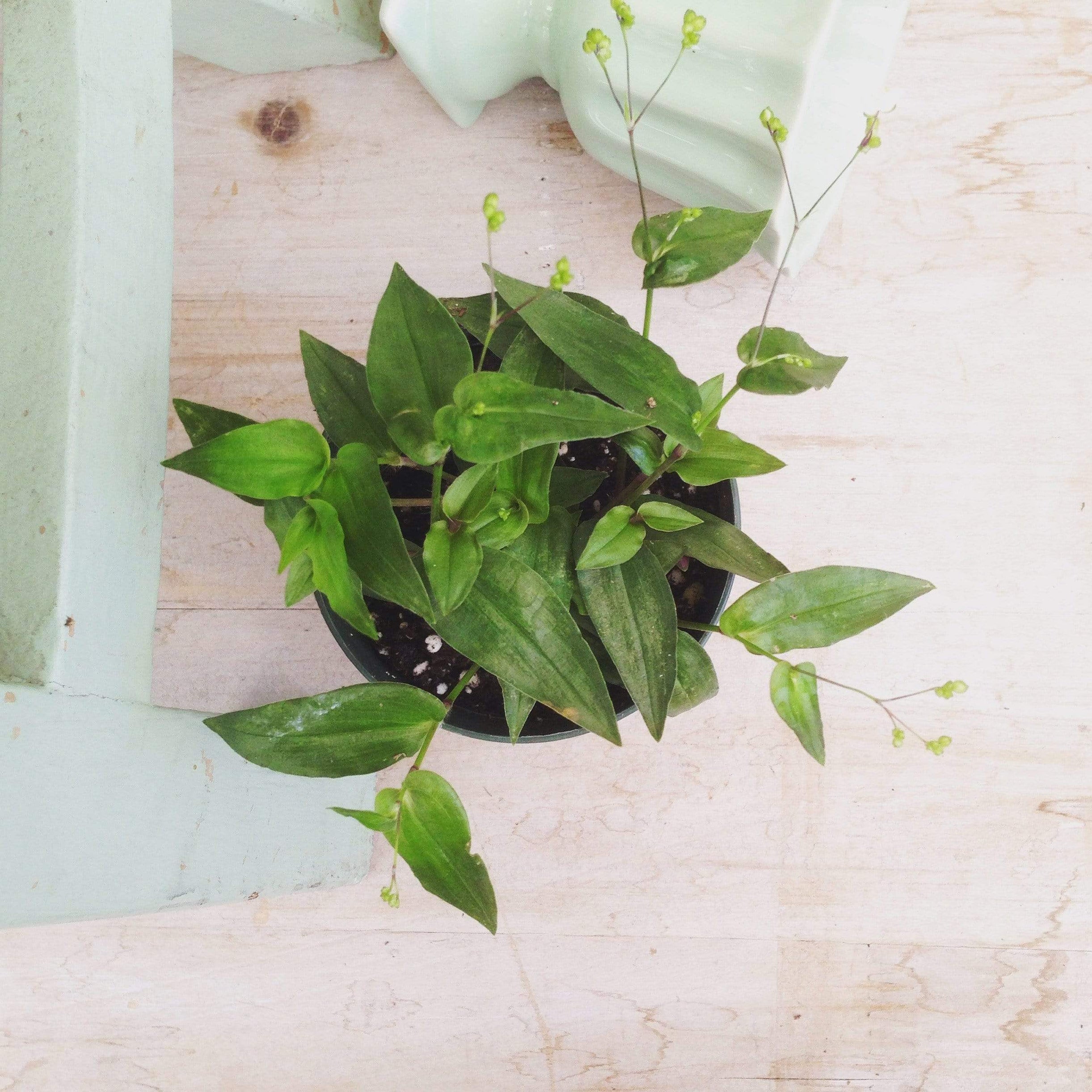 Gibasis Tahitian Bridal Veil, 2" Plant — The Plant Farm®