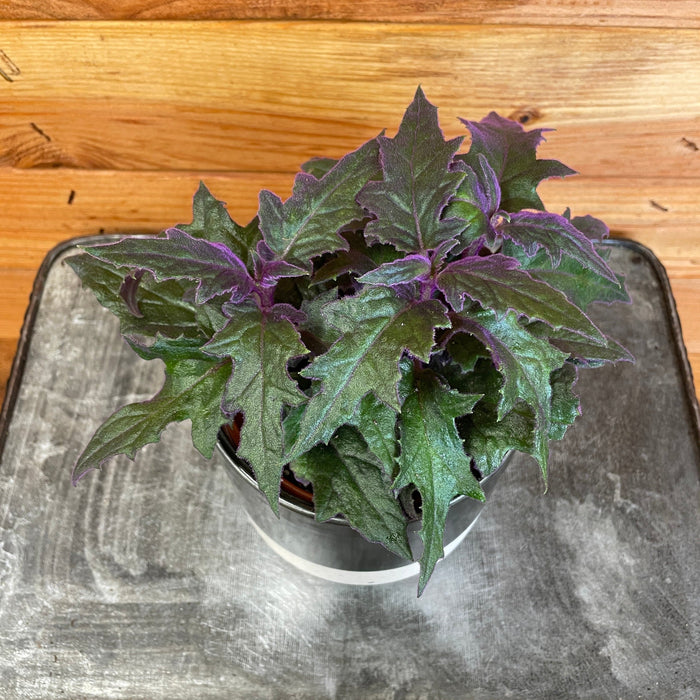 The Plant Farm Houseplants Gynura Aurantiaca Purple Velvet, 4" Plant