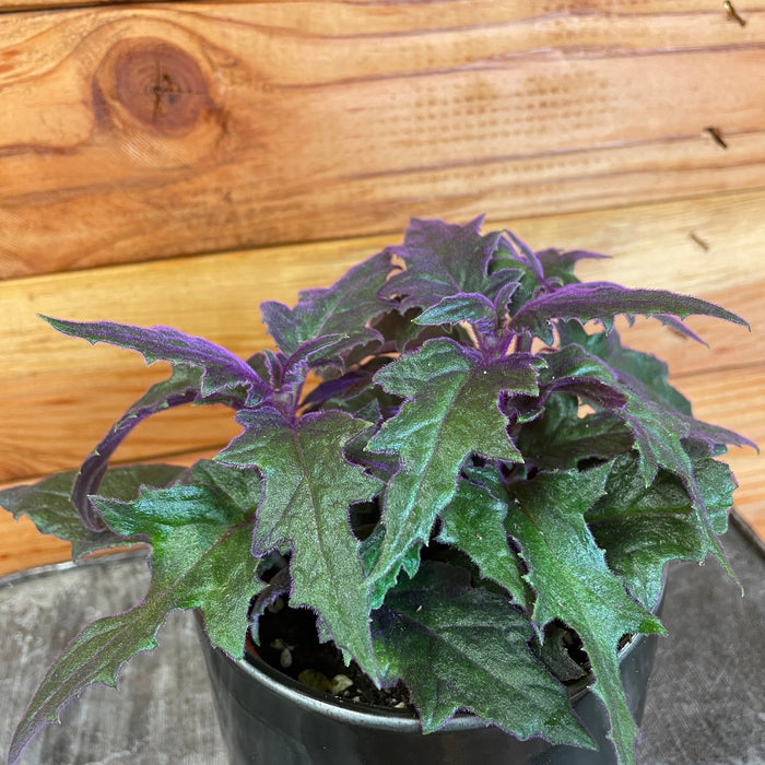 The Plant Farm Houseplants Gynura Aurantiaca Purple Velvet, 4" Plant