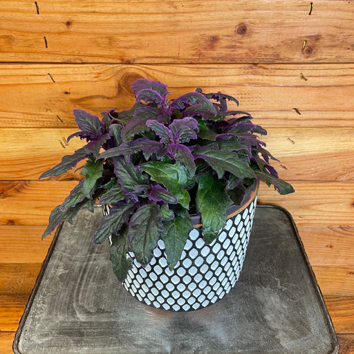 The Plant Farm Houseplants Gynura Aurantiaca Purple Velvet, 6" Plant