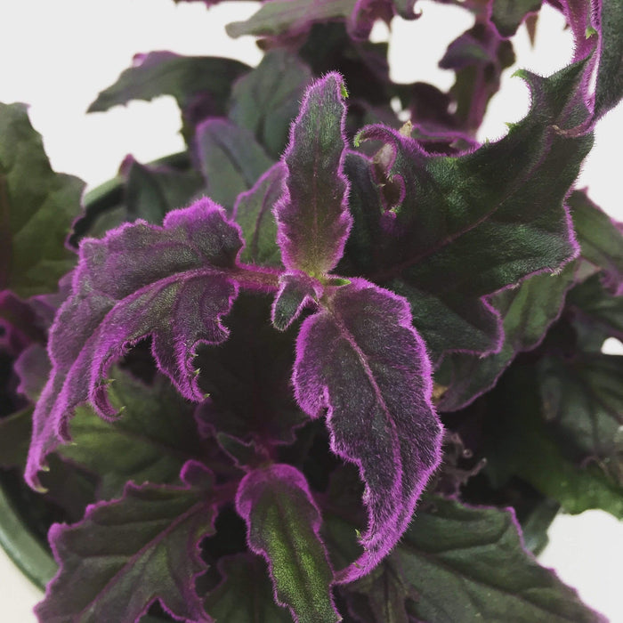 The Plant Farm Houseplants Gynura Aurantiaca Purple Velvet, Cuttings x5