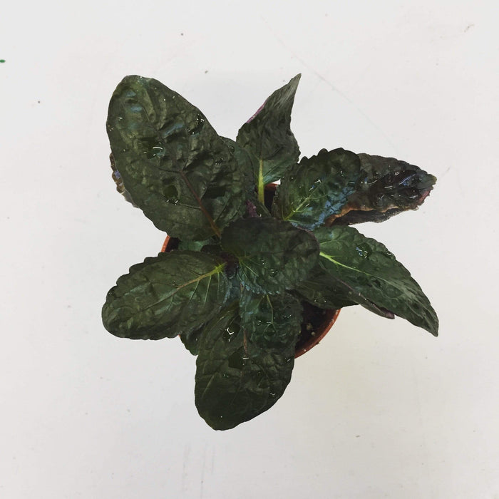 purple waffle house plant Hemigraphis alternata Purple Waffle, 2" Plant