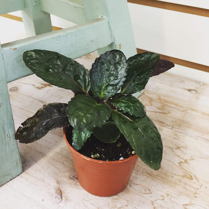 purple waffle plant air purifier Hemigraphis alternata Purple Waffle, 2" Plant