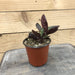 The Plant Farm Houseplants Hemigraphis alternata Purple Waffle, 4" Plant