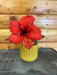 The Plant Farm Houseplants Hibiscus Red Hot Variegated, 2" Plant