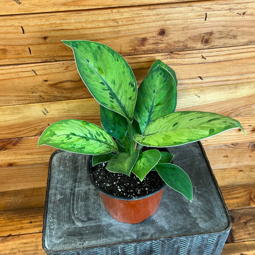 The Plant Farm Houseplants Homalomena Selby, 6" Plant