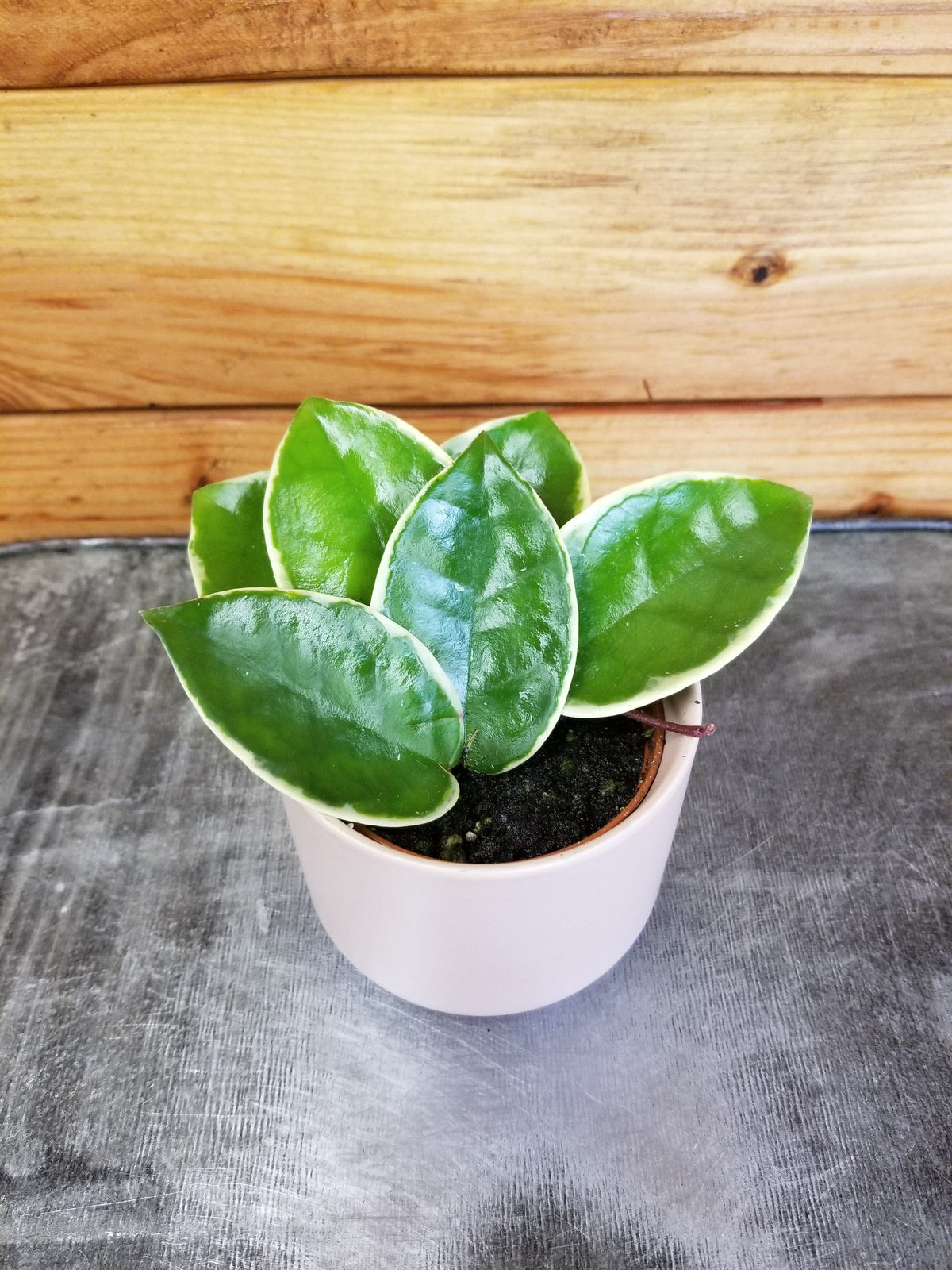 Hoya Carnosa Krimson Queen, 2