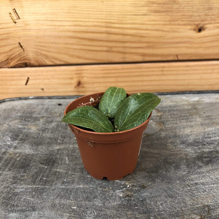 The Plant Farm Houseplants Hoya Fitchii, 2” Plant