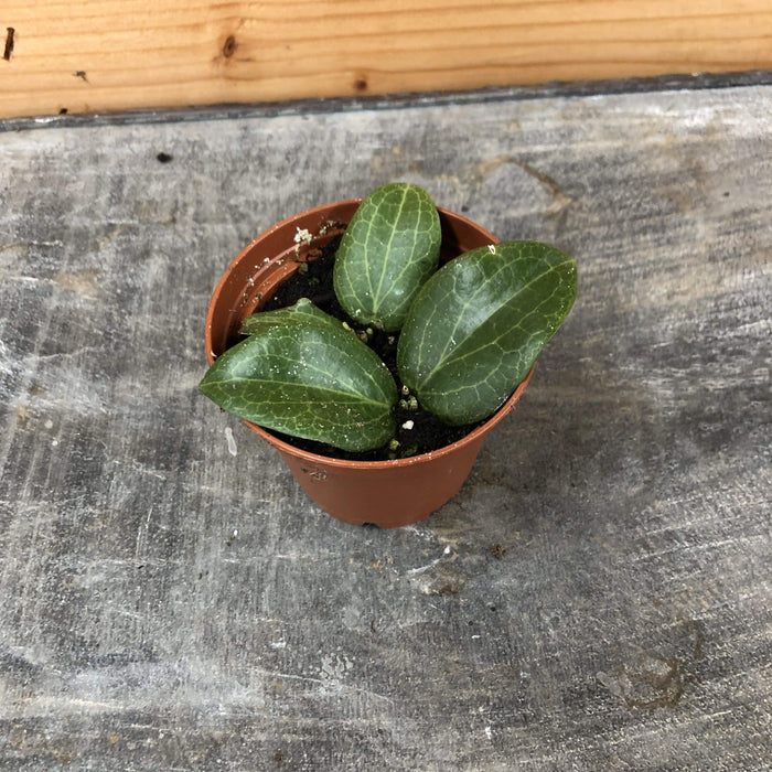 The Plant Farm Houseplants Hoya Fitchii, 2” Plant