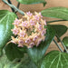 The Plant Farm Houseplants Hoya Fitchii, 2” Plant