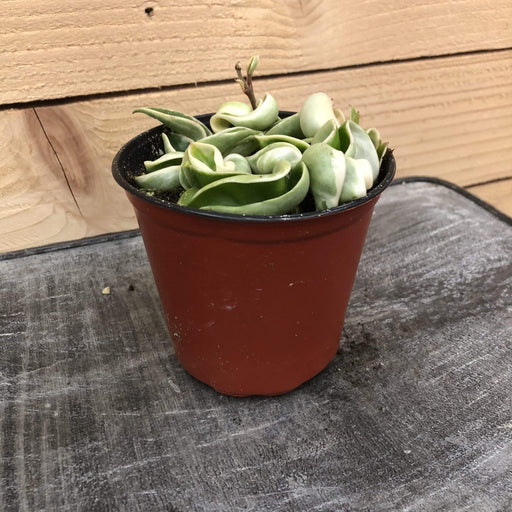 The Plant Farm Houseplants Hoya Hindu Rope Variegated