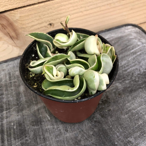 The Plant Farm Houseplants Hoya Hindu Rope Variegated