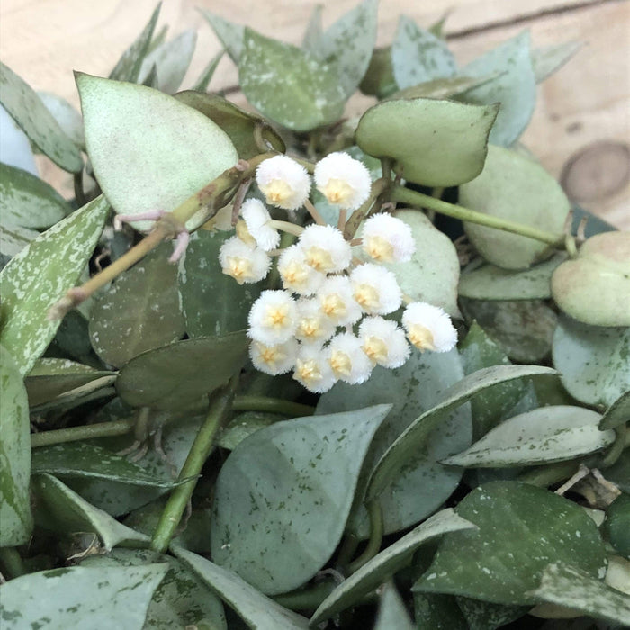 Hoya Krohniana Eskimo