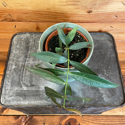 The Plant Farm Houseplants Hoya Lamingtoniae, 4" Plant