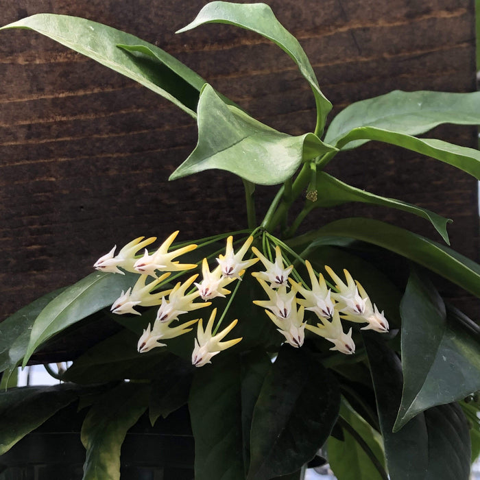 The Plant Farm Houseplants Hoya Multiflora Shooting Star, 2" Plant