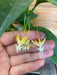 The Plant Farm Houseplants Hoya Multiflora Shooting Star, 4" Plant