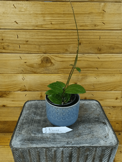 The Plant Farm Houseplants Hoya Parasitica Splash, 4" Plant