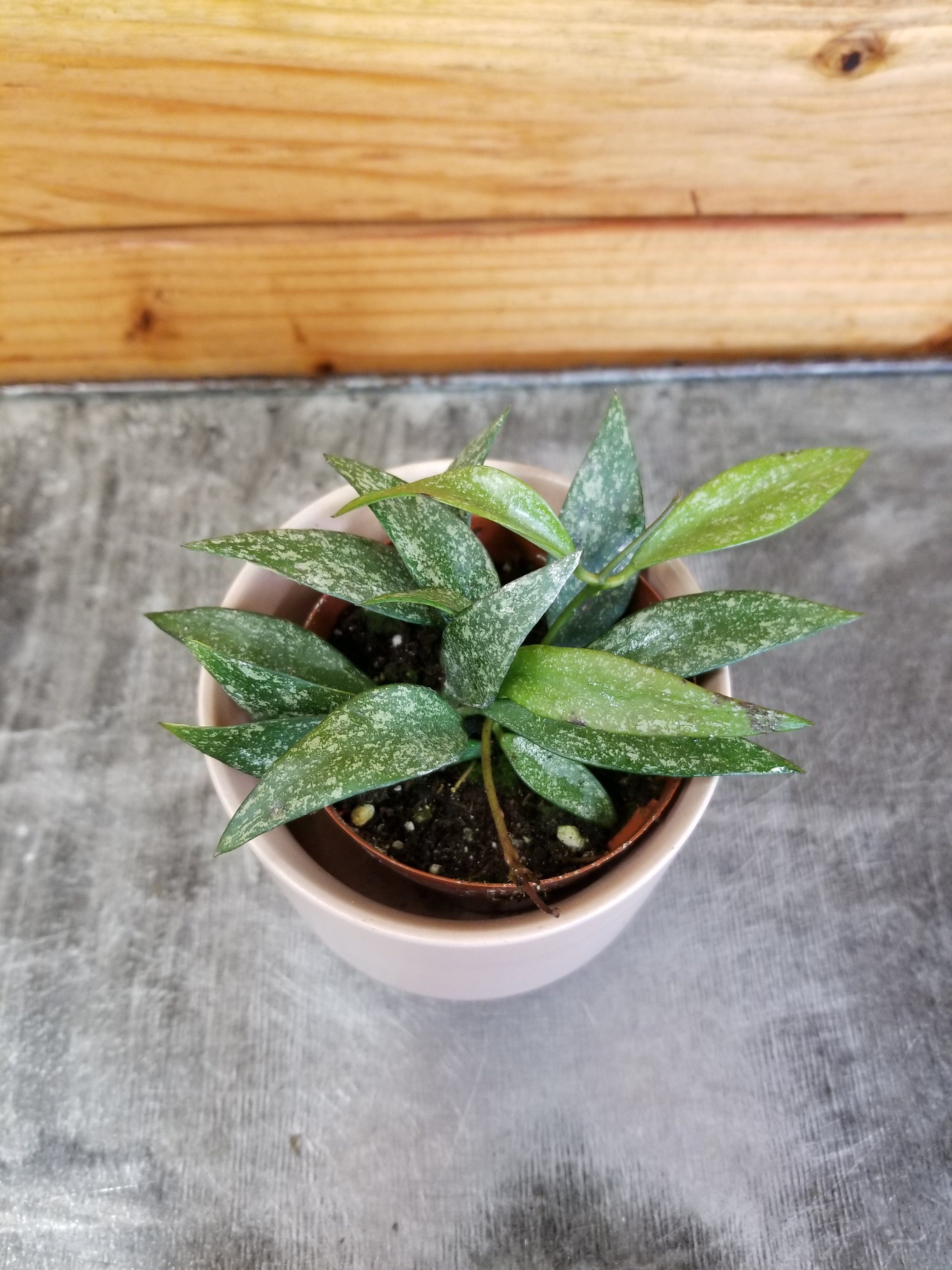 Hoya Parviflora splash in 4.25”pot - rare store hoya-wax plant-attractive foliage-beautiful scented flowers-houseplant - flashy leaves