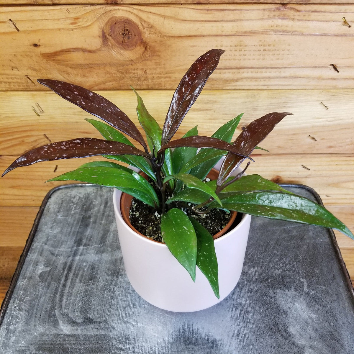 Hoya Pubicalyx Royal Hawaiian, 4