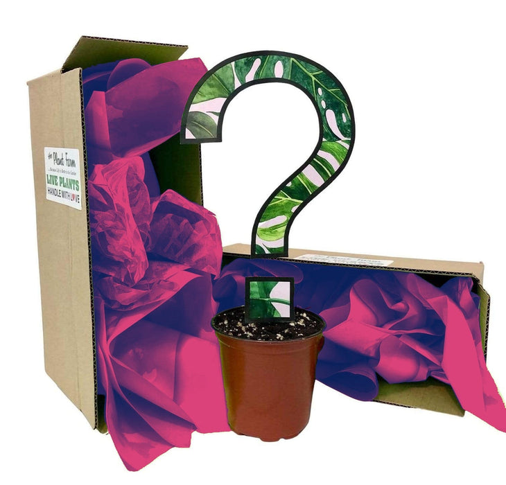 The Plant Farm Houseplants Hoya Subscription Box