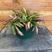 The Plant Farm Houseplants Hoya Wayetti Variegated, 6" Plant