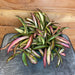 The Plant Farm Houseplants Hoya Wayetti Variegated, 6" Plant