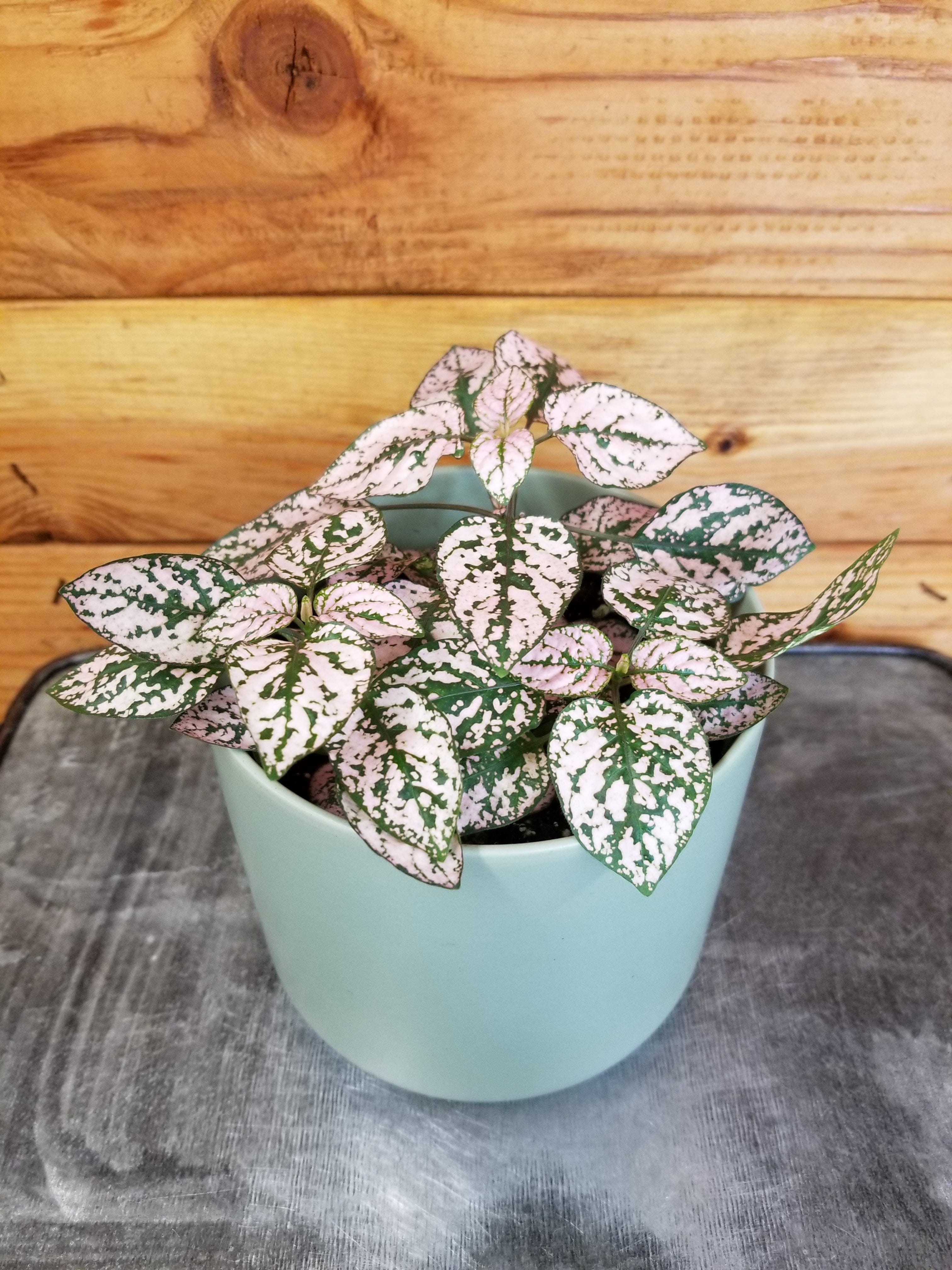 Hypoestes Polka Dot Plant Pink Splash, 4