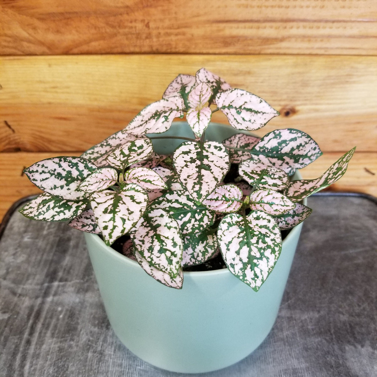 pink polka dot plant indoors Hypoestes Polka Dot Plant Pink Splash, 4" Plant