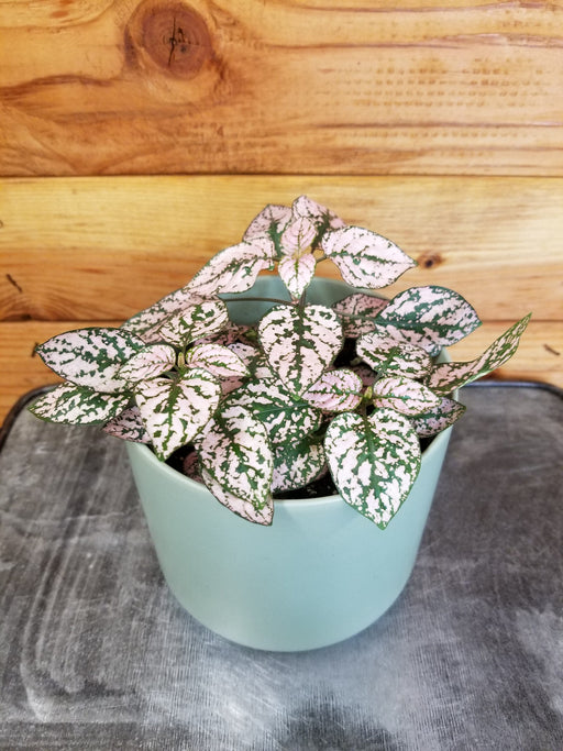 The Plant Farm Houseplants Hypoestes Polka Dot Plant Pink Splash, 4" Plant