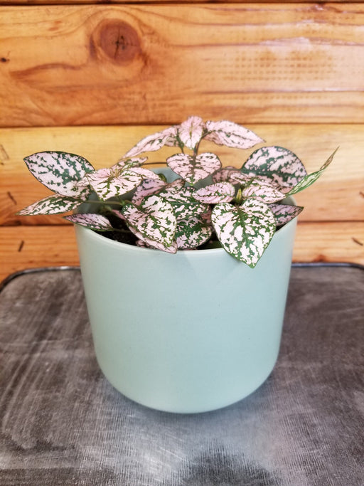 The Plant Farm Houseplants Hypoestes Polka Dot Plant Pink Splash, 4" Plant