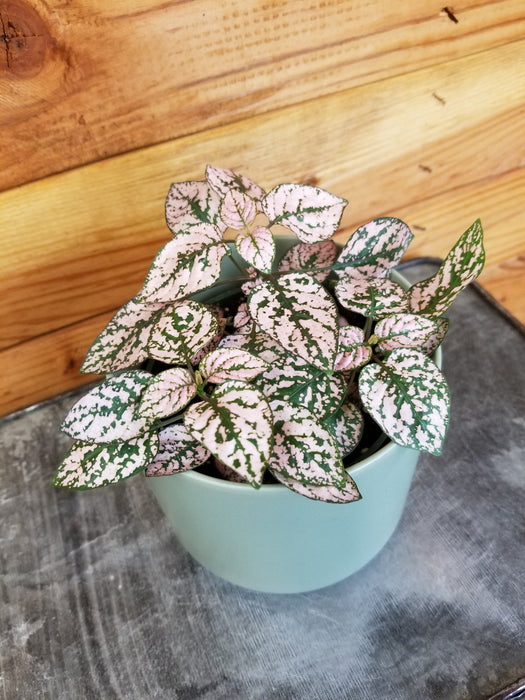 house plants with polka dot leaves Hypoestes Polka Dot Plant Pink Splash, 4" Plant