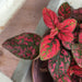 The Plant Farm Houseplants Hypoestes Polka Dot Plant Red Splash, 2" Plant