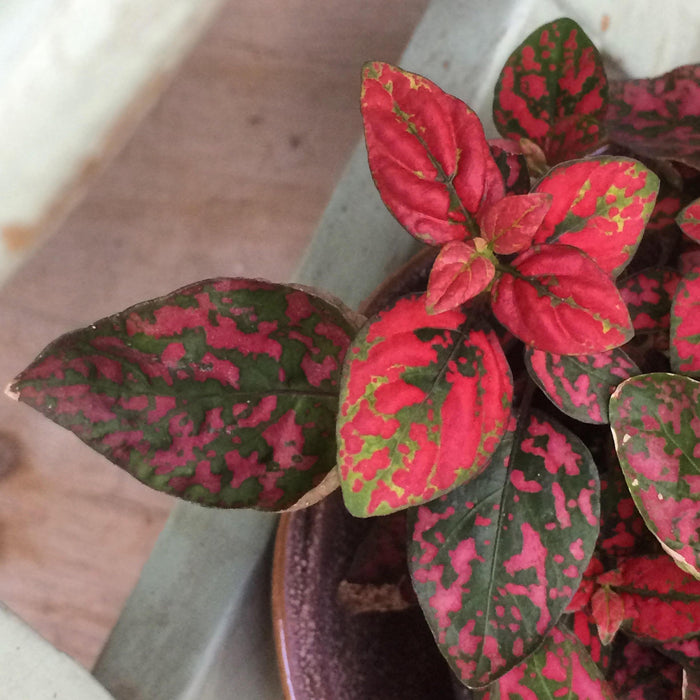 The Plant Farm Houseplants Hypoestes Polka Dot Plant Red Splash, 4" Plant