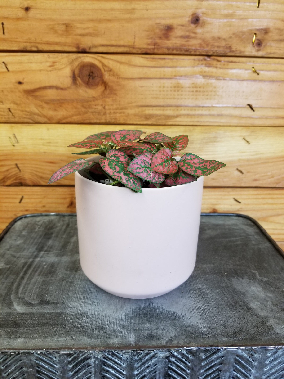 red dot plant pots Hypoestes Polka Dot Plant Red Splash, 4" Plant — The Plant Farm®