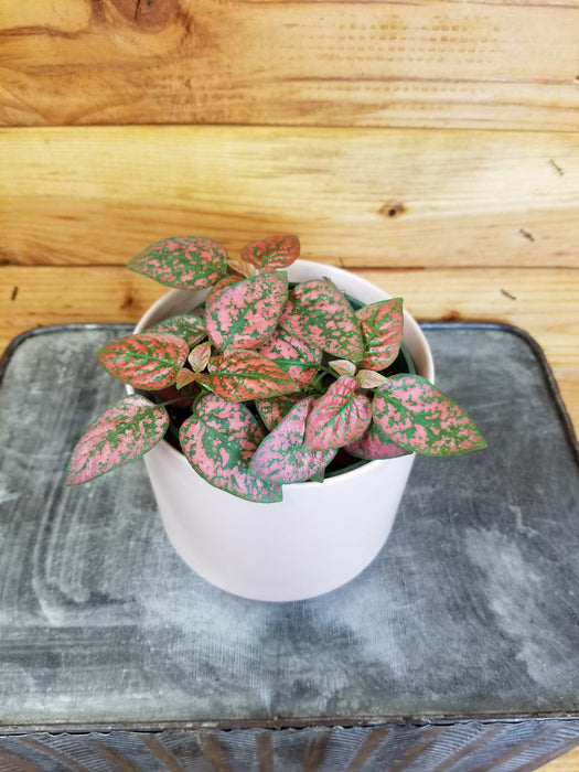 The Plant Farm Houseplants Hypoestes Polka Dot Plant Red Splash, 4" Plant