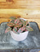 The Plant Farm Houseplants Hypoestes Polka Dot Plant Red Splash, 4" Plant